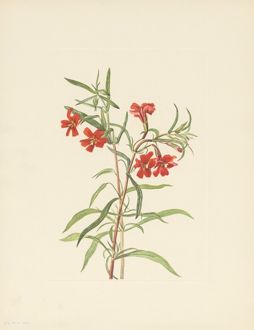 Red Monkeyflower (Diplacus puniceus)