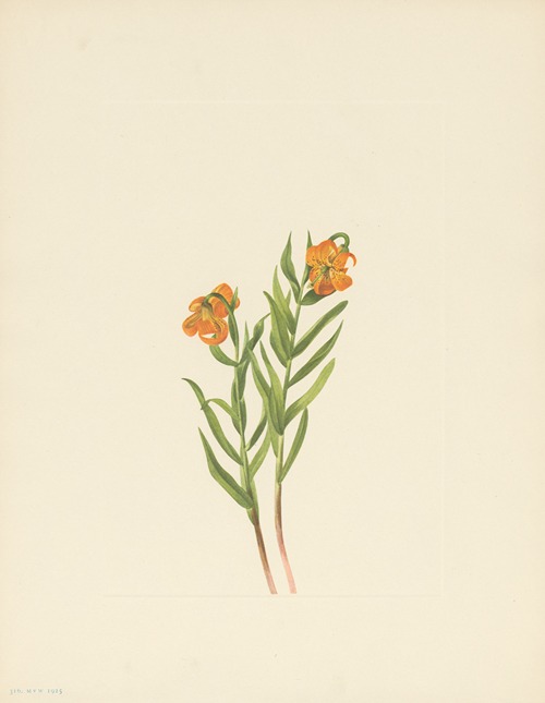 Columbia Lily (Lilium columbianum)
