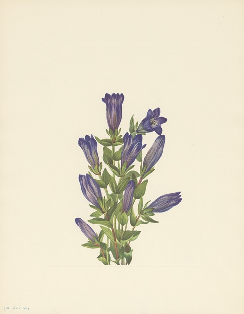 Ruff Gentian (Gentiana calycosa)
