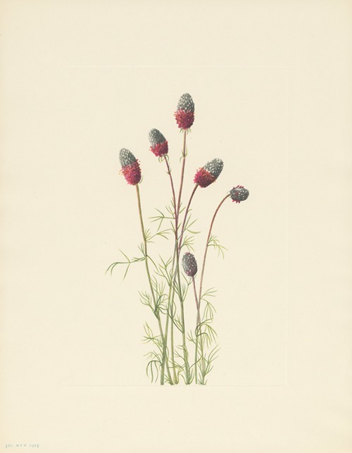 Purple Prairieclover (Petalostemon purpureum)