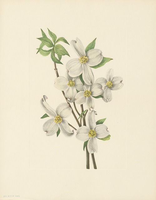 Flowering Dogwood (flower) (Cornus florida)