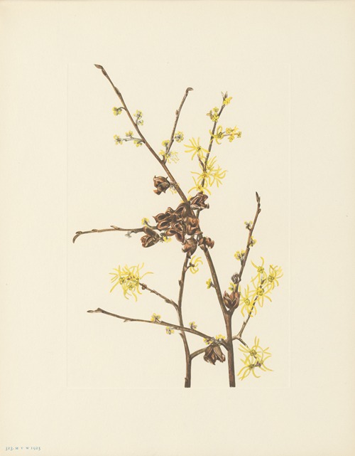 Witch-hazel (Hamamelis virginiana)