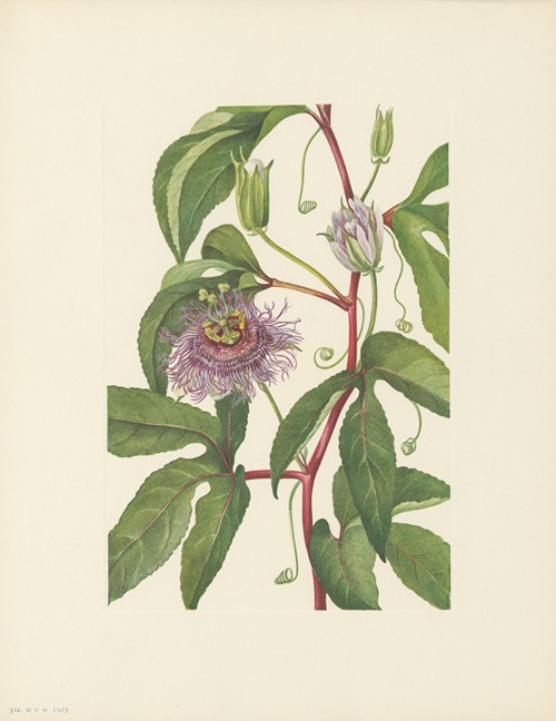 Maypop (Passiflora incarnata)