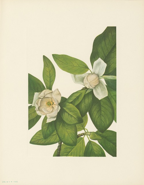 Sweetbay (Magnolia virginiana)