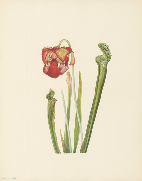 Drummond Pitcherplant (Sarracenia drummondii)