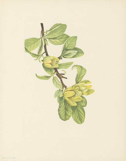 Yellow Cucumbertree (Magnolia cordata)