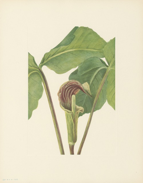 Jack-in-the-pulpit (Arisaema triphyllum)