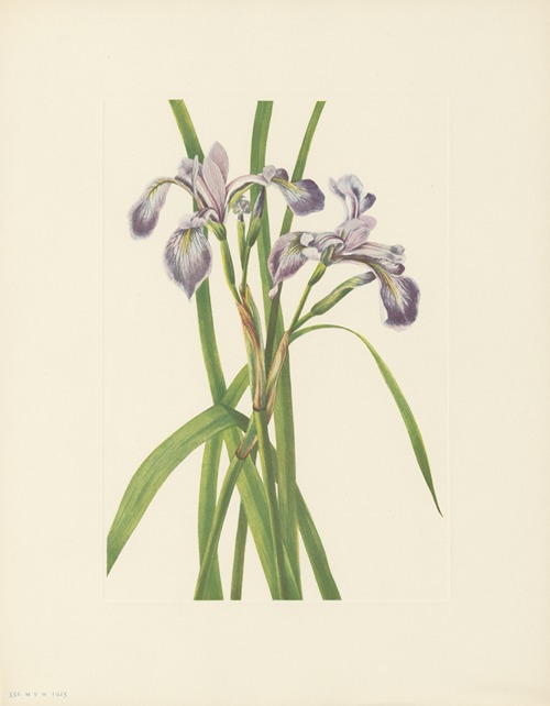 Blueflag Iris (Iris versicolor)