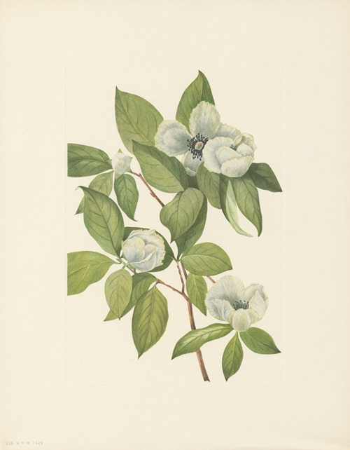 Virginia Stewartia (Stewartia malachodendron)