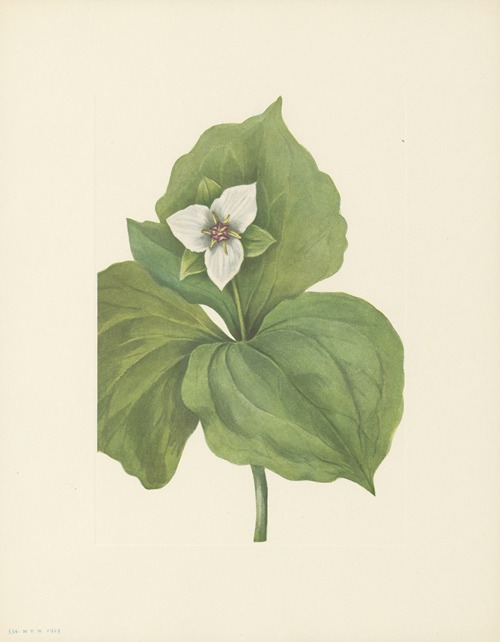 Wax Trillium (Trillium album)