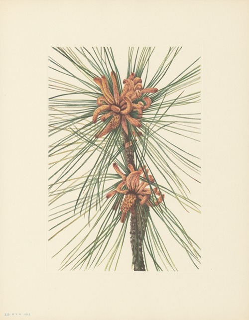 Loblolly Pine (Pinus taeda)