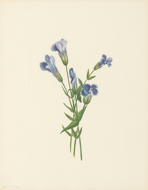 Fringed Gentian (Gentiana crinita)