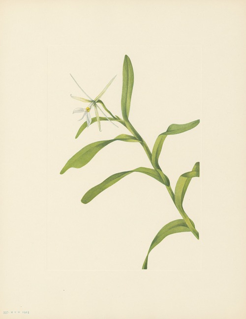 White Epidendrum (Epidendrum nocturnum)
