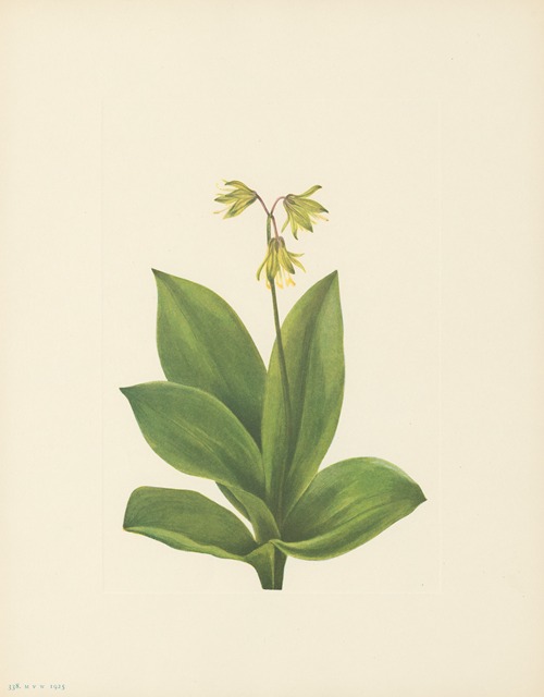 Bluebead (Clintonia borealis)