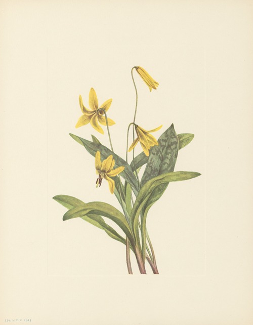 Yellow Troutlily (Erythronium americanum)