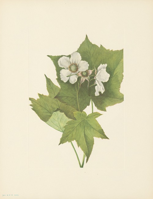 Whiteflowering Raspberry (Rubus parviflorus)
