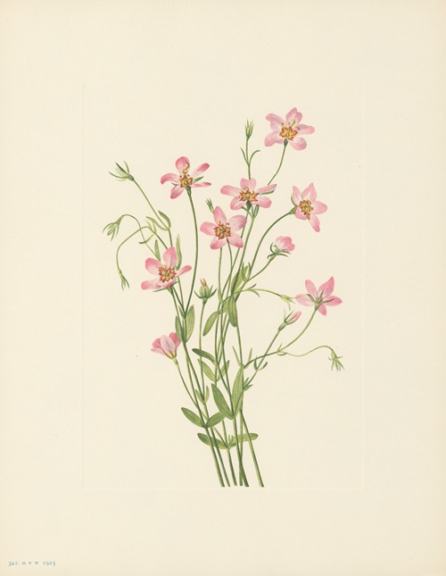 Saltmarsh Rosegentian (Sabbatia stellaris)