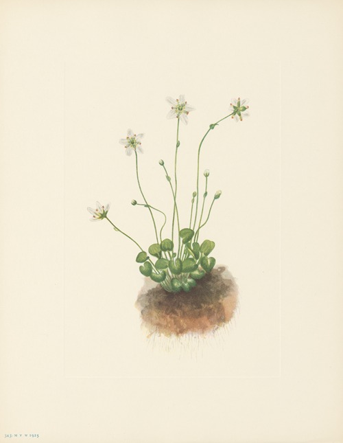 Fringed Parnassia (Parnassia fimbriata)