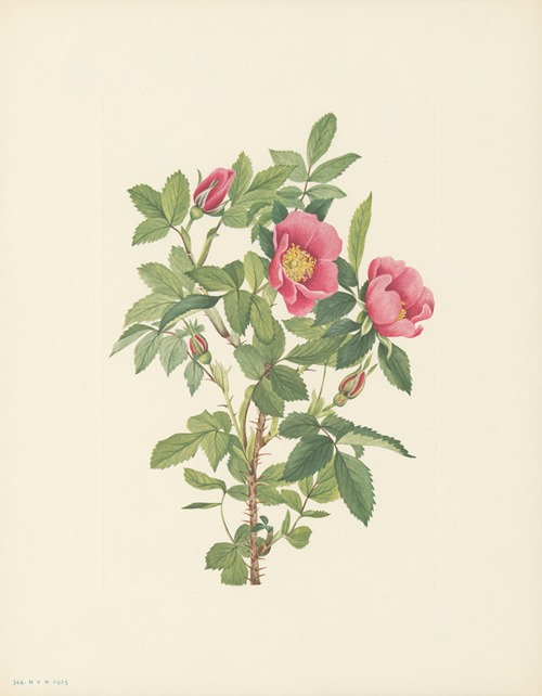 Bourgeau Rose (flower) (Rosa bourgeauiana)