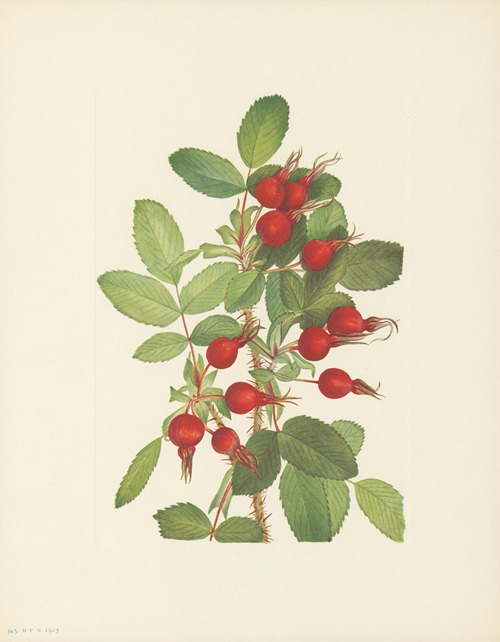 Bourgeau Rose (fruit) (Rosa bourgeauiana)