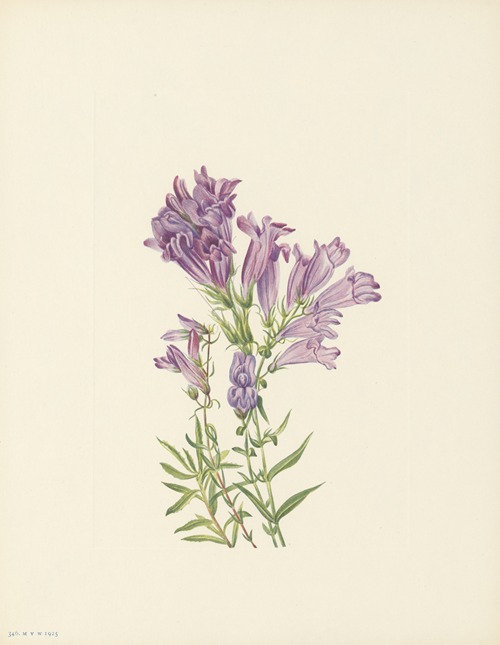 Purple Pentstemon (Pentstemon lyallii)