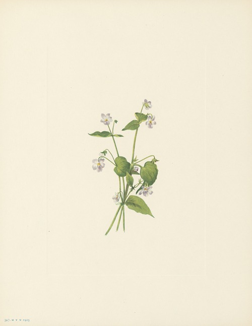 Canada Violet (Viola canadensis)