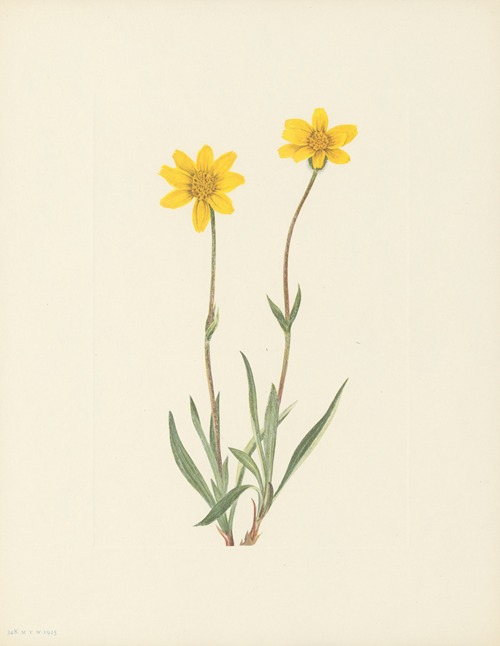 Woolly Arnica (Arnica tomentosa)