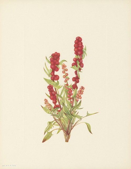 Strawberry-blite (Chenopodium capitatum)