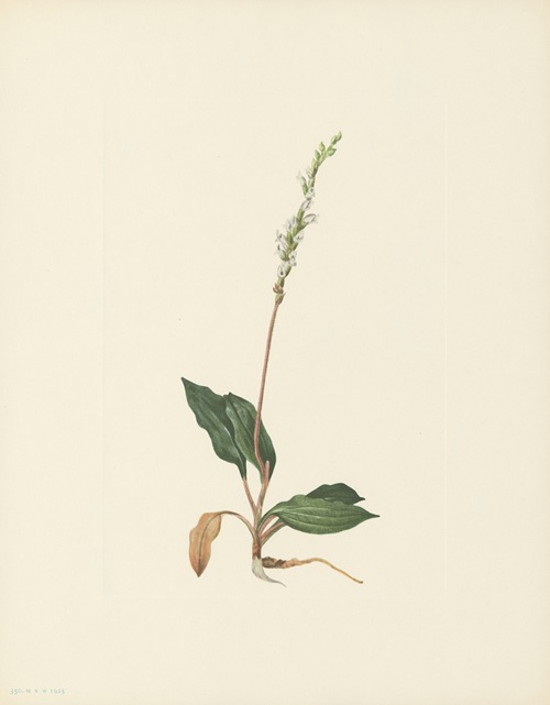 Western Rattlesnakeplantain (Peramium decipiens)