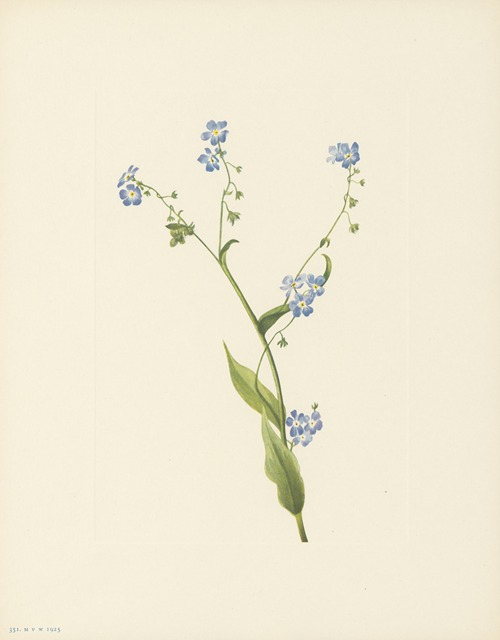 Bur-forget-me-not (Lappula diffusa)