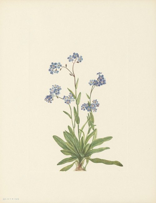 Alpine Forget-me-not (Myosotis alpestris)