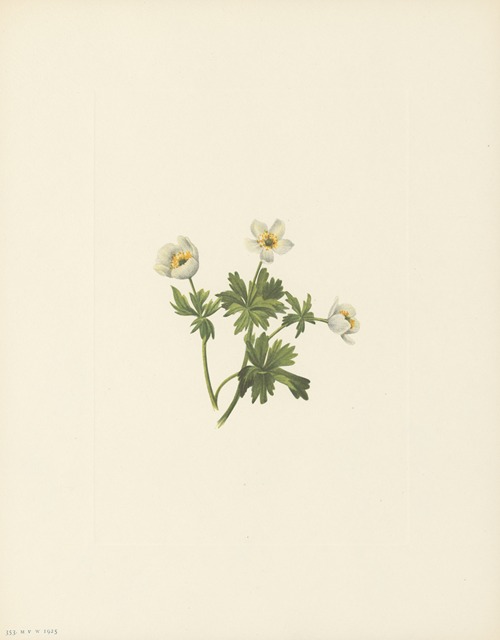 White Globeflower (Trollius albiflorus)