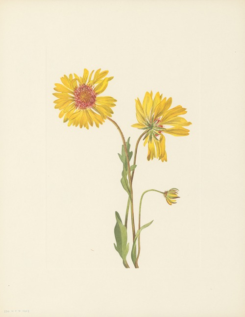 Perennial Gaillardia (Gaillardia aristata)