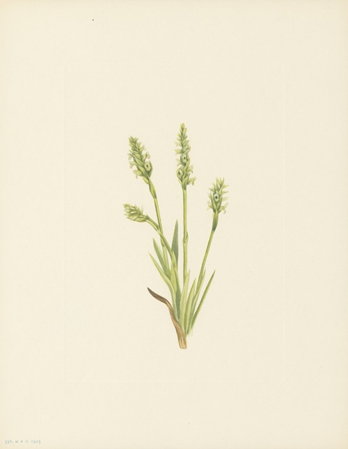 Hooded Ladies-tresses (Ibidium strictum)