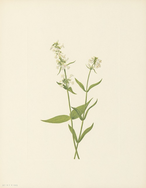 Yellow Pentstemon (Pentstemon confertus)