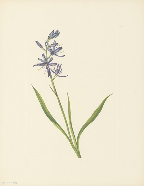 Camas (Quamasia quamash)