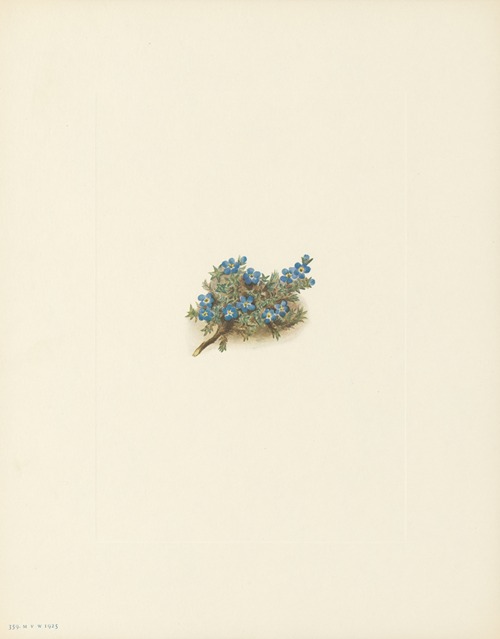 Moss Forget-me-not (Eritrichum elongatum)