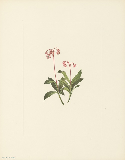 Western Pipsissewa (Chimaphila umbellata var. occidentalis)
