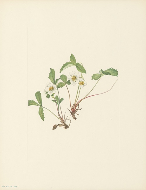 Pale Strawberry (Fragaria glauca)