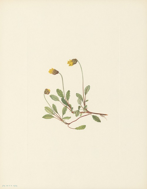 Yellow Dryad (flower) (Dryas drummondii)