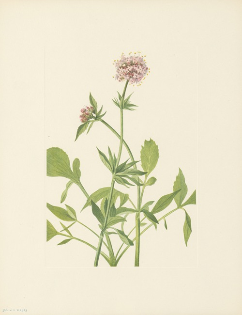 Heliotrope Valerian (Valeriana sitchensis)