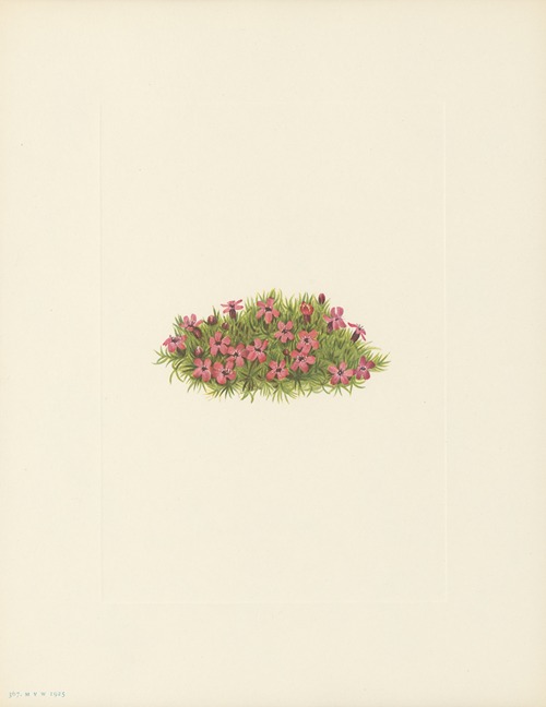 Moss Campion (Silene acaulis)