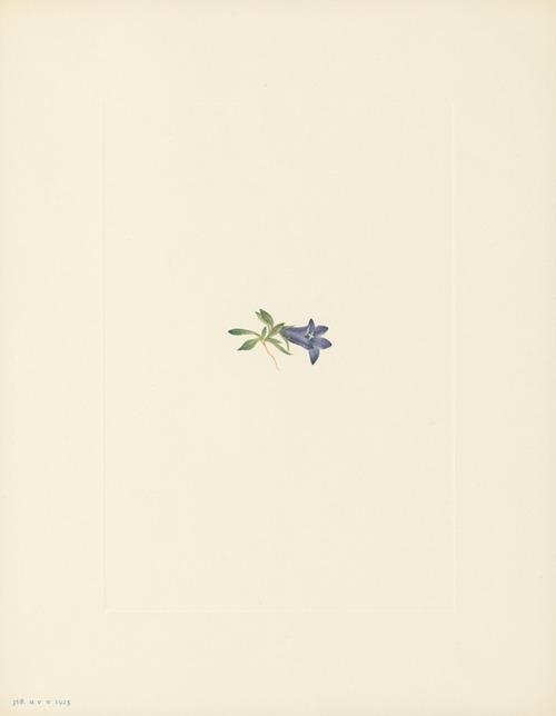 Alpine Harebell (Campanula Iasiocarpa)