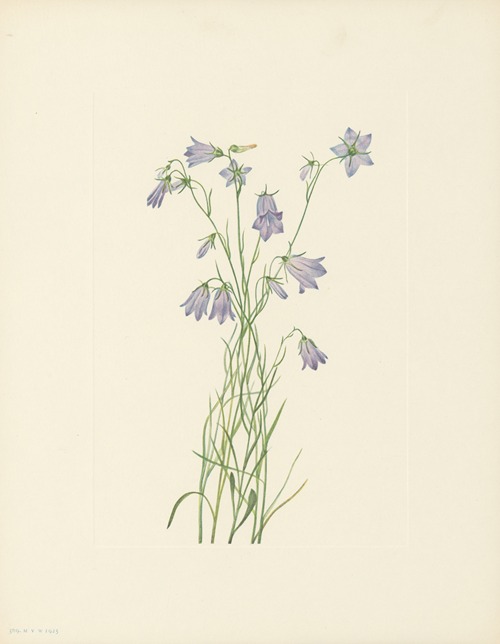 Harebell (Campanula rotundifolia)