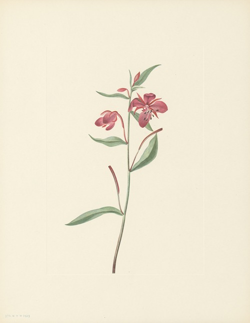 Red Willowweed (Epilobium latifolium)