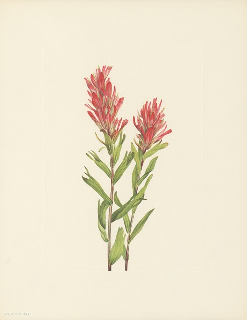 Alberta Paintbrush (Castilleja miniata)