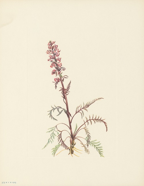Elephanthead (Pedicularis Groenlandica)