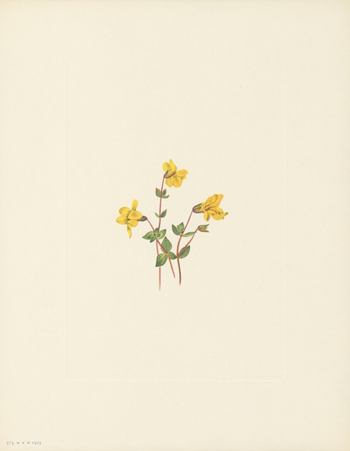Alpine Monkeyflower (Mimulus caespitosus)