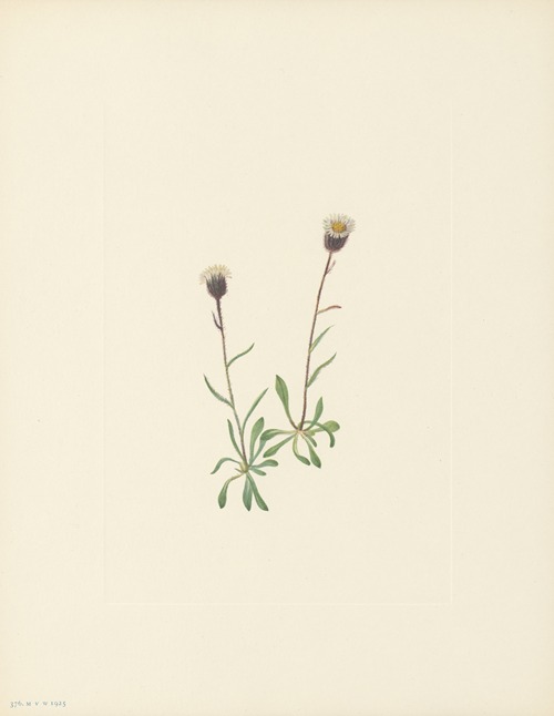 Aleutian Fleabane (Erigeron unalaschensis)
