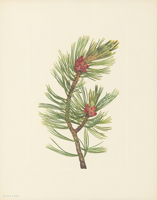 Whitebark Pine (Pinus albicaulis)